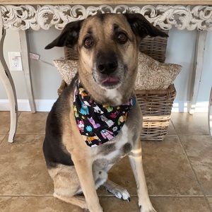 Cute handmade dog bandannas in 2 different sizes.